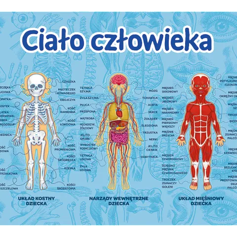 Gra edukacyjna dla dzieci CIAŁO CZŁOWIEKA Trefl