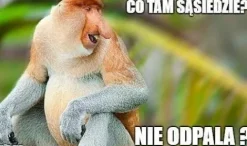 Maska "nosacz polski"
